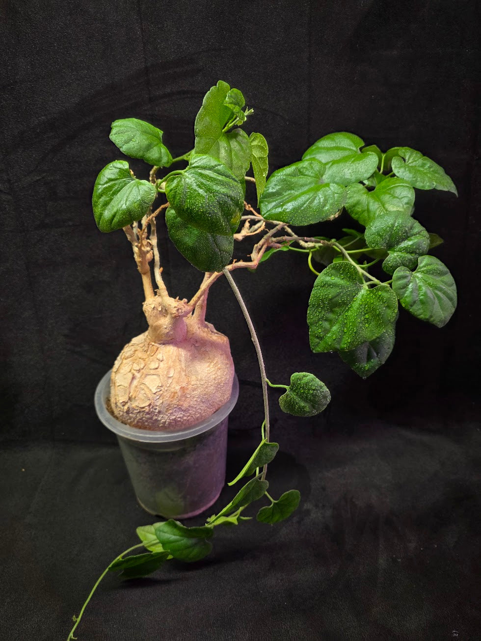 Pyrenacantha Malvifolia #01