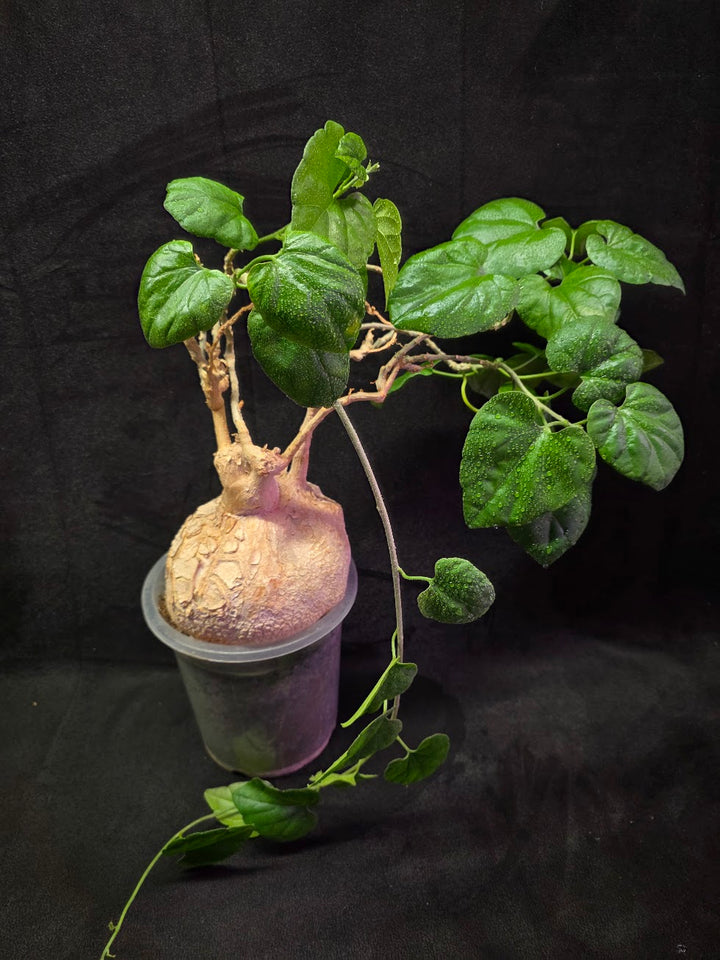 Pyrenacantha Malvifolia #01