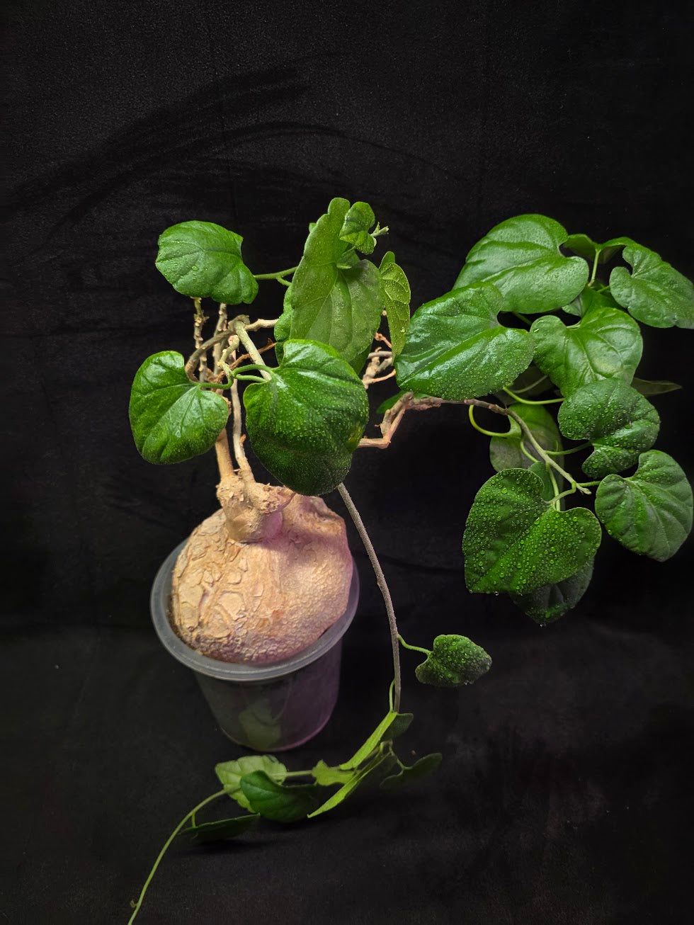 Pyrenacantha Malvifolia #01