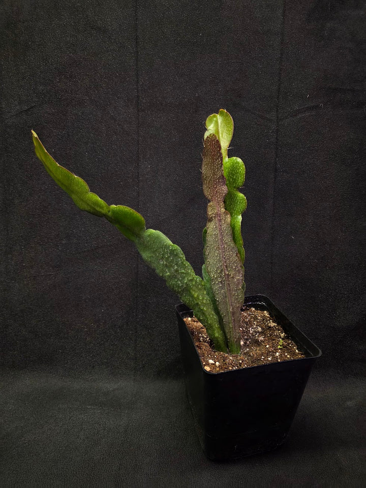 Queen of the Night #04