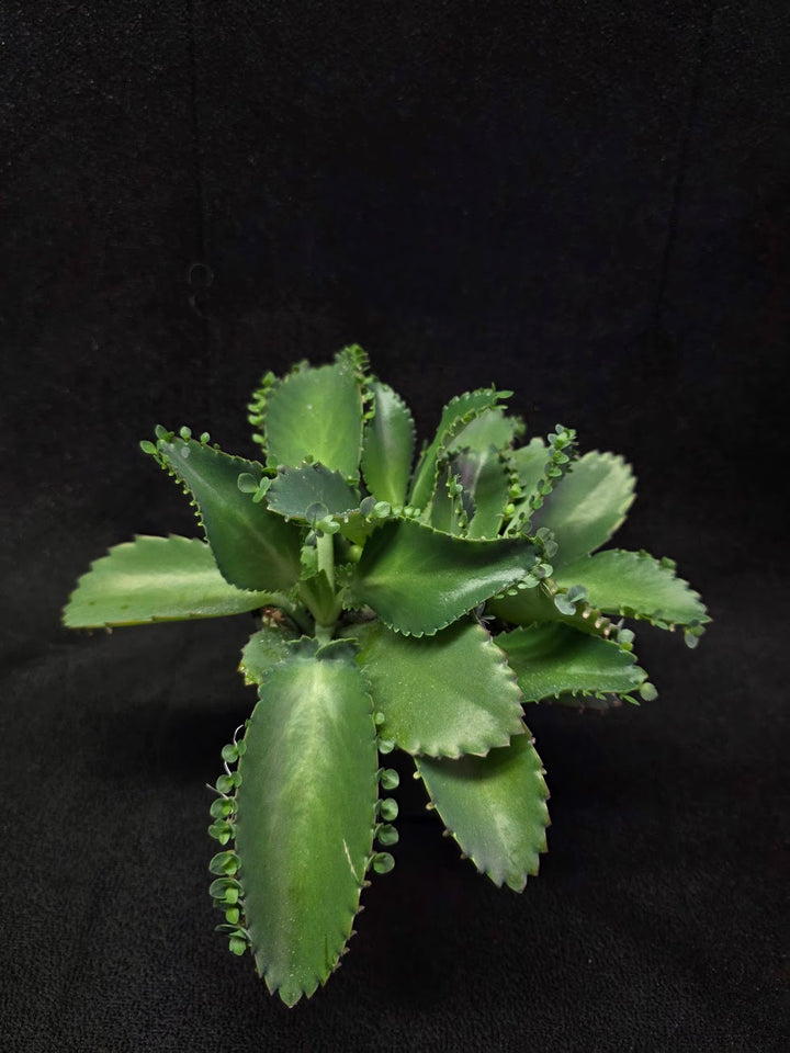 Mother of Thousands #02