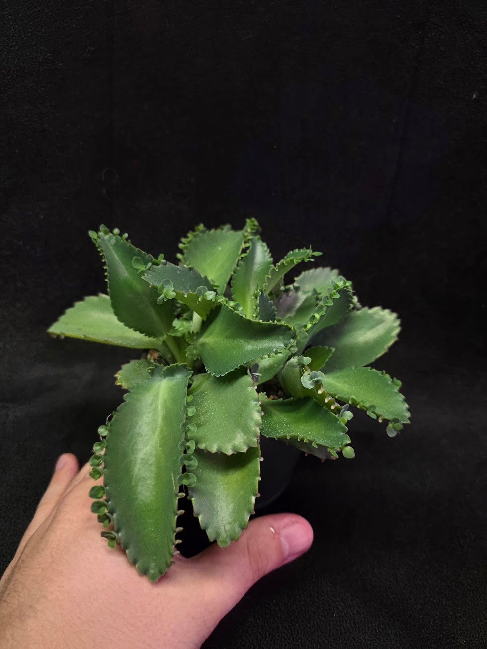 Mother of Thousands #02