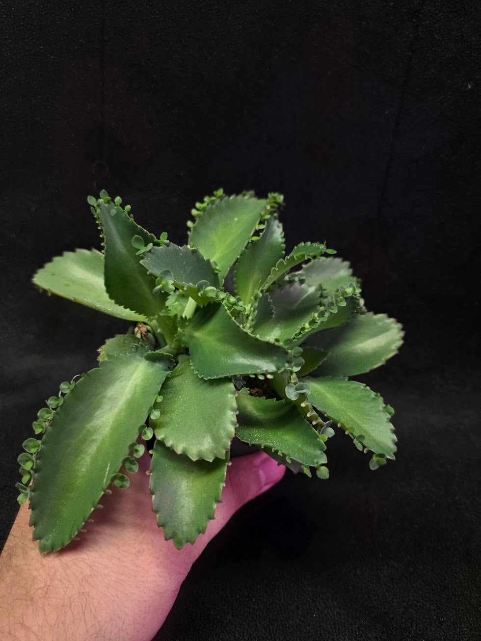 Mother of Thousands #02