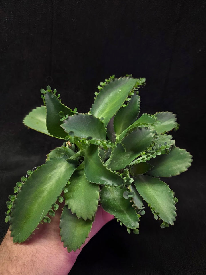 Mother of Thousands #02