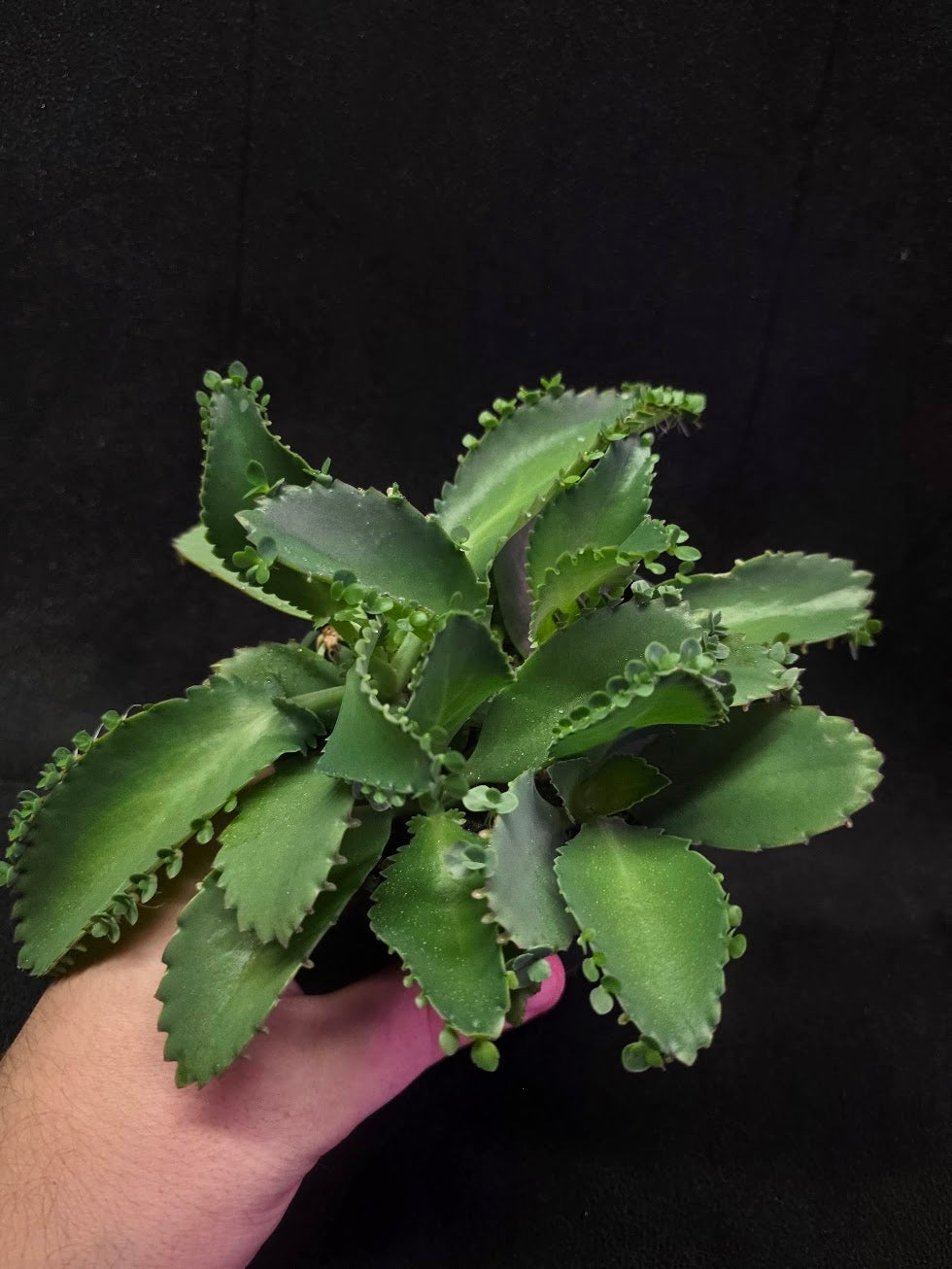 Mother of Thousands #02