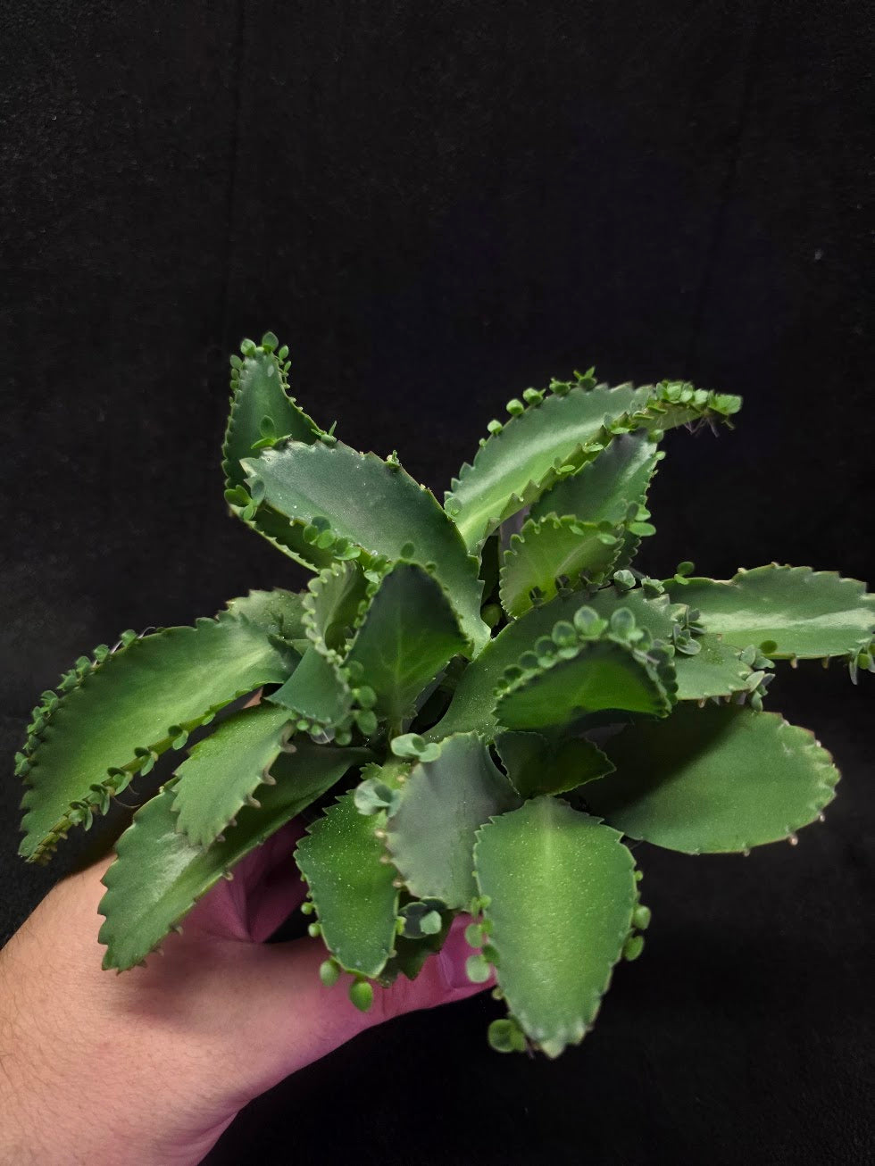 Mother of Thousands #02