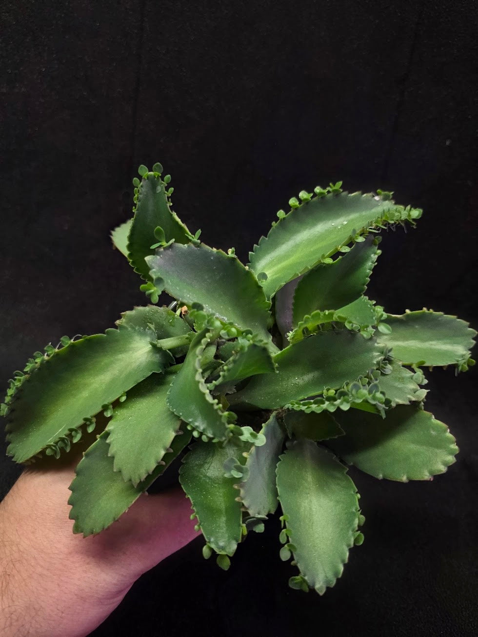 Mother of Thousands #02