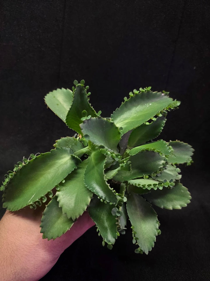 Mother of Thousands #02