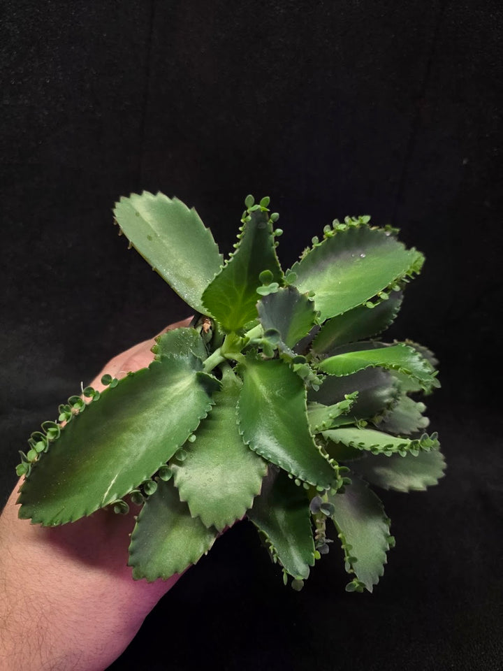Mother of Thousands #02