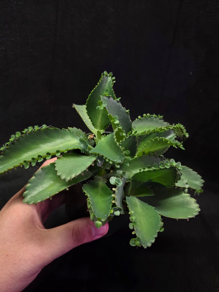 Mother of Thousands #02
