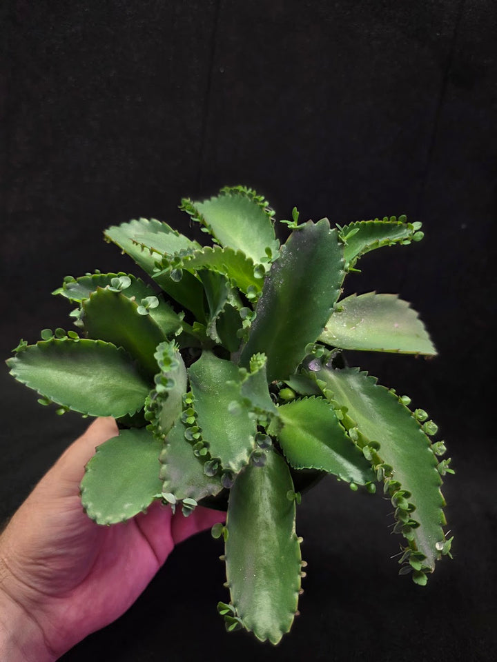 Mother of Thousands #02