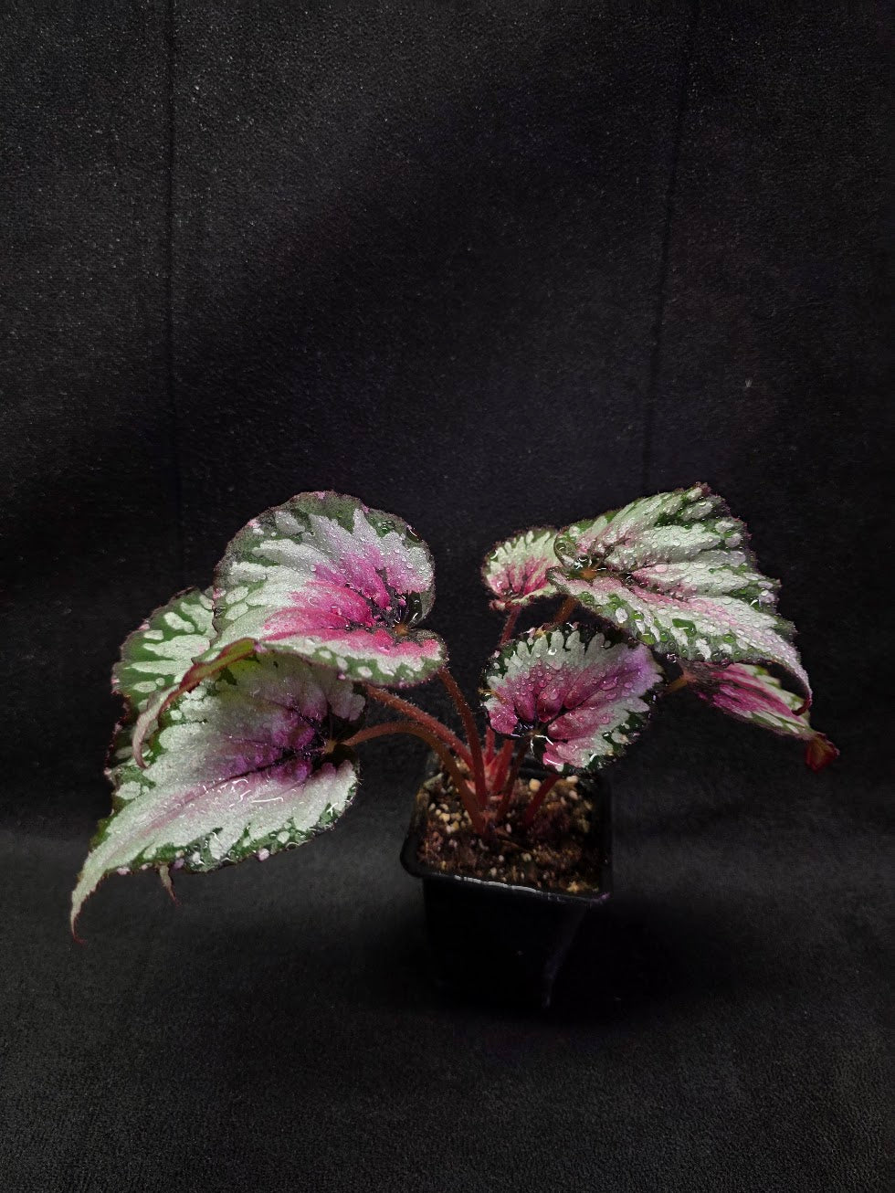 Begonia Rex Watermelon Splash #01