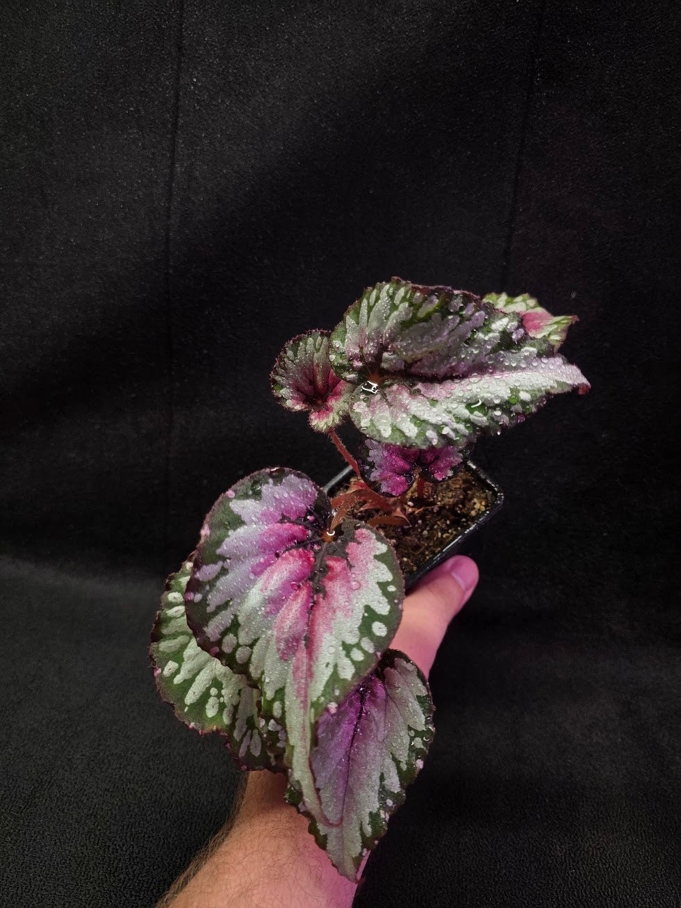 Begonia Rex Watermelon Splash #01