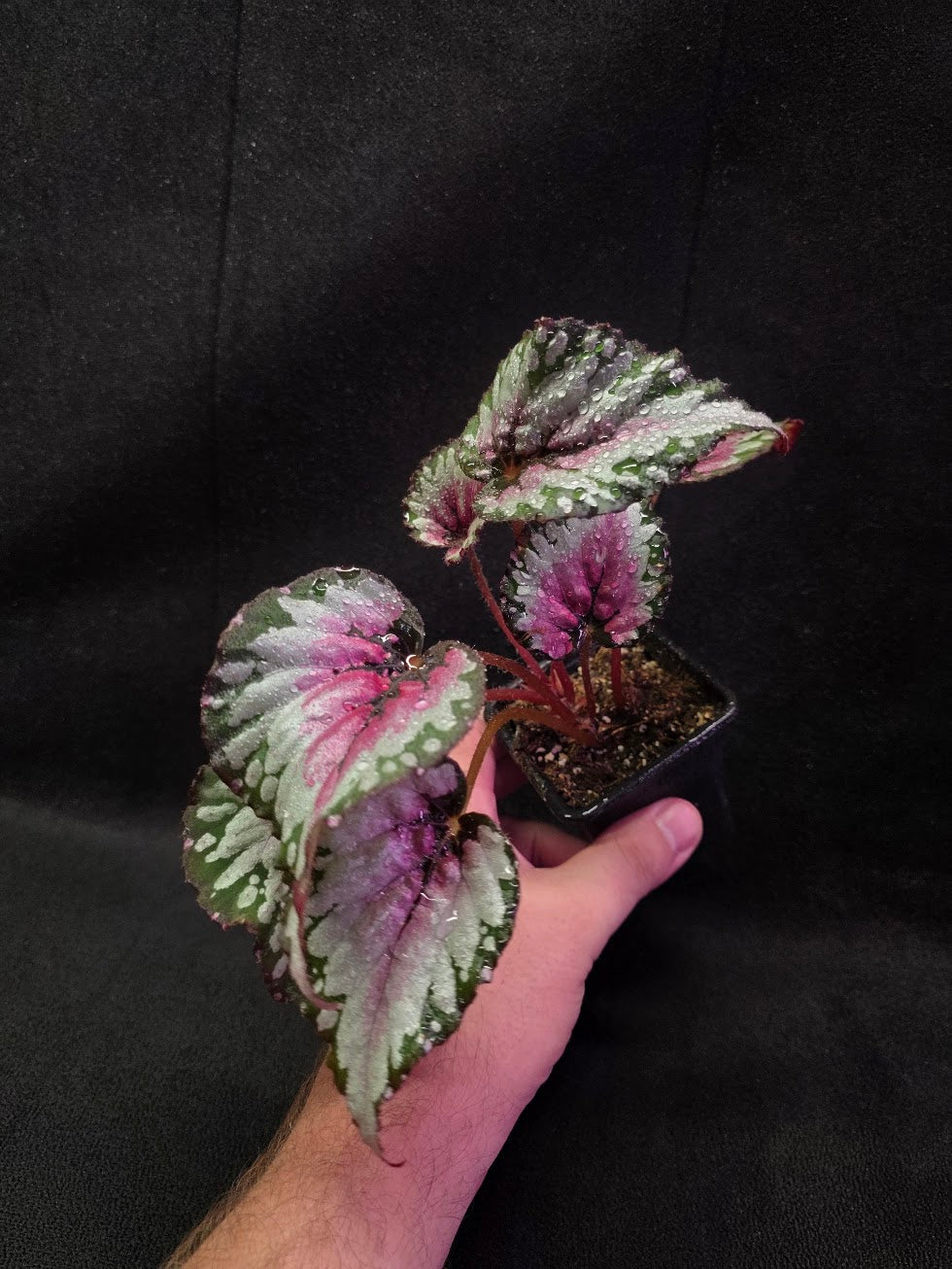 Begonia Rex Watermelon Splash #01