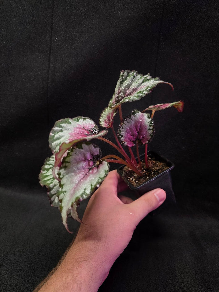 Begonia Rex Watermelon Splash #01