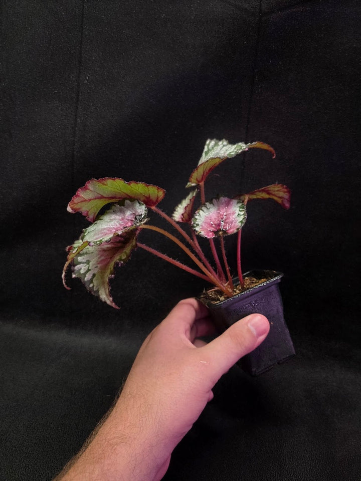 Begonia Rex Watermelon Splash #01