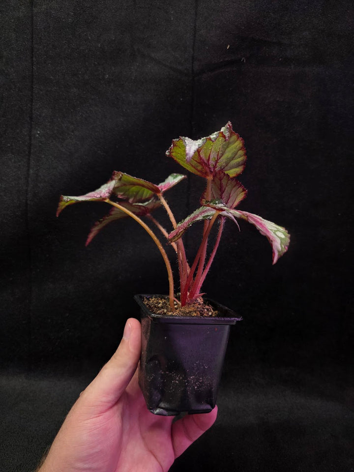 Begonia Rex Watermelon Splash #01