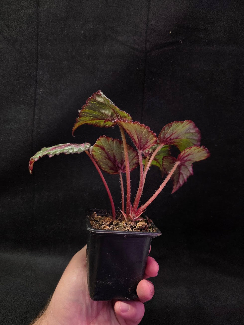 Begonia Rex Watermelon Splash #01