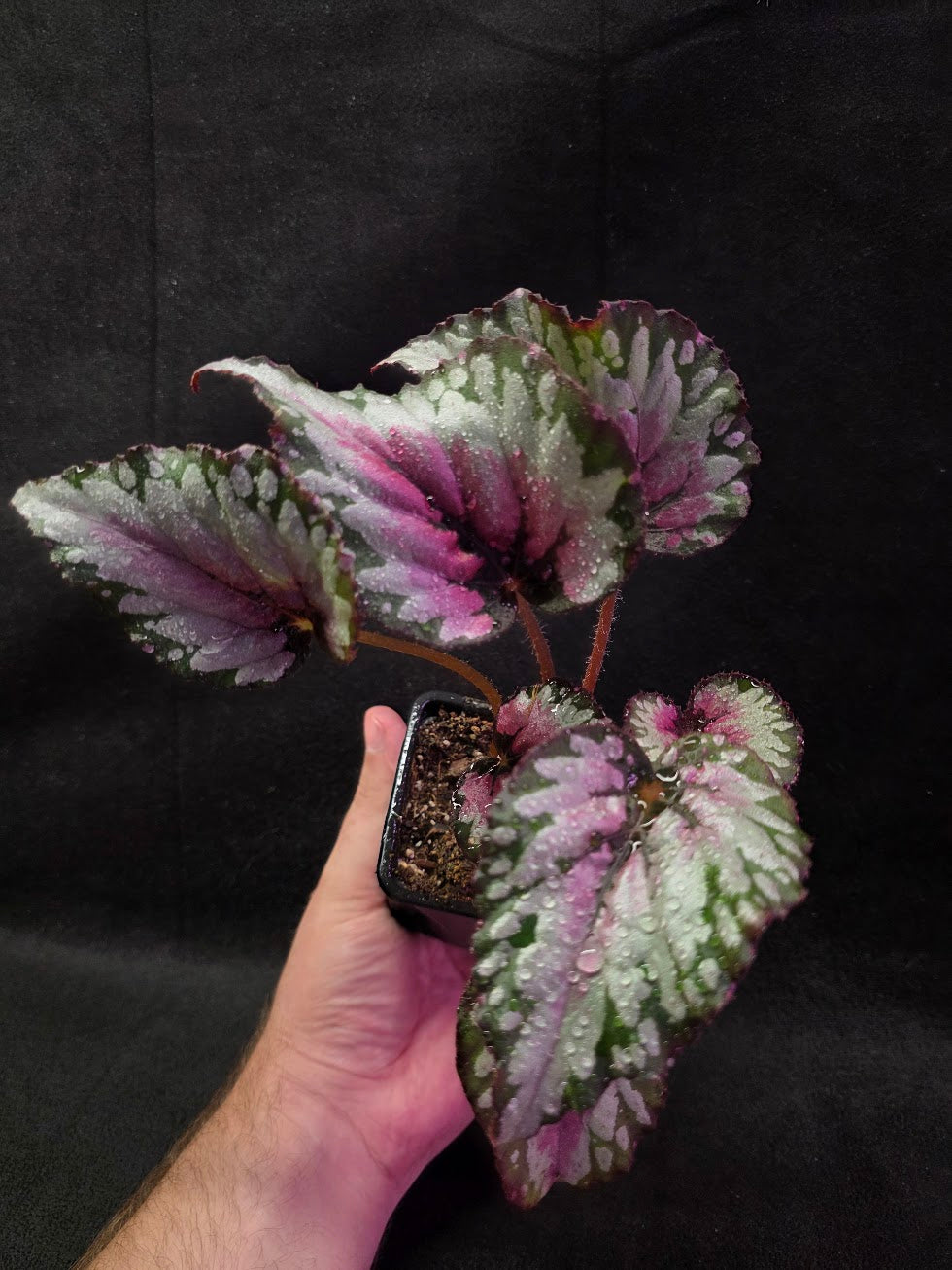 Begonia Rex Watermelon Splash #01