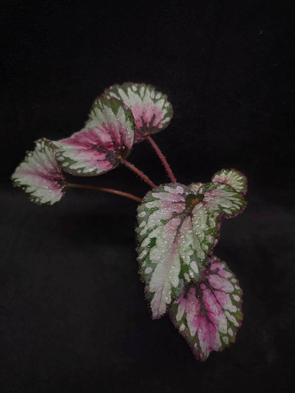 Begonia Rex Watermelon Splash #01