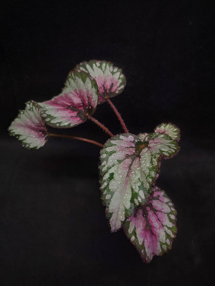 Begonia Rex Watermelon Splash #01