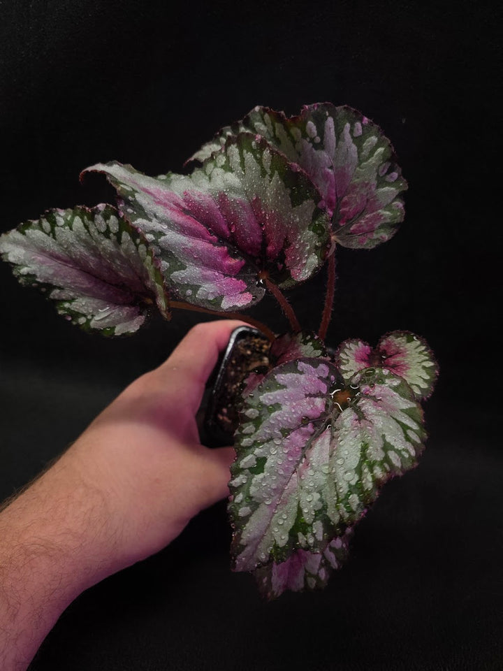 Begonia Rex Watermelon Splash #01