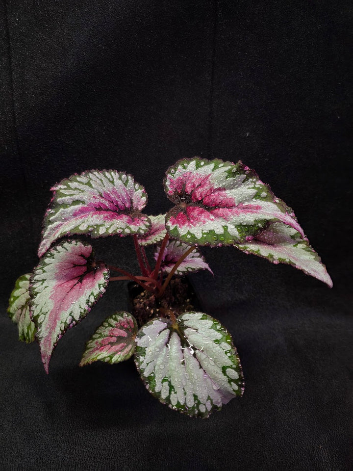 Begonia Rex Watermelon Splash #02