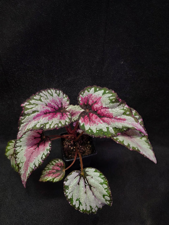 Begonia Rex Watermelon Splash #02