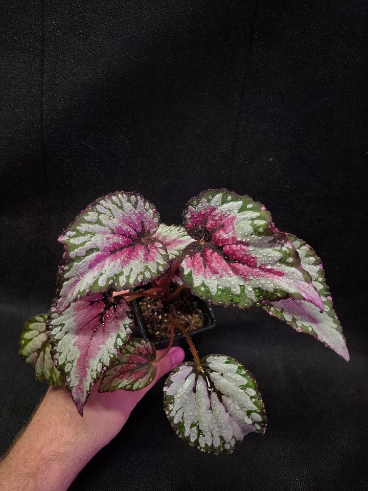Begonia Rex Watermelon Splash #02