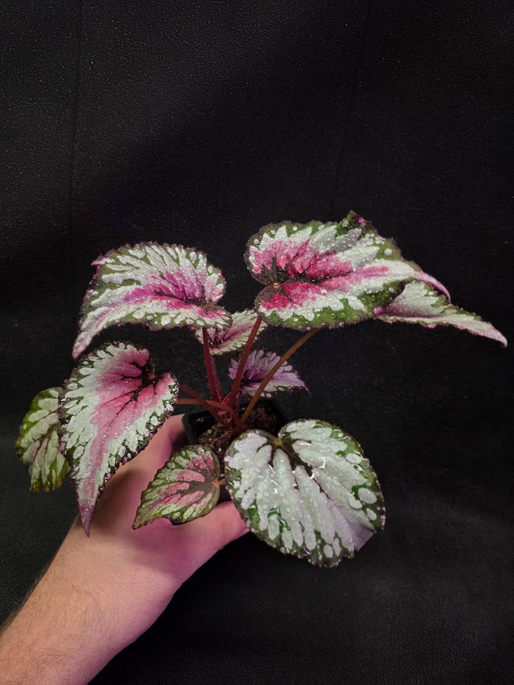 Begonia Rex Watermelon Splash #02