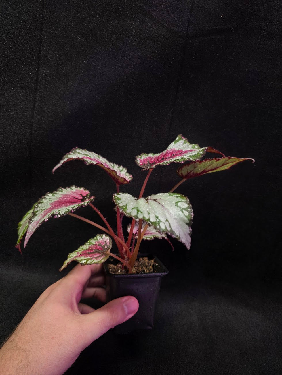Begonia Rex Watermelon Splash #02