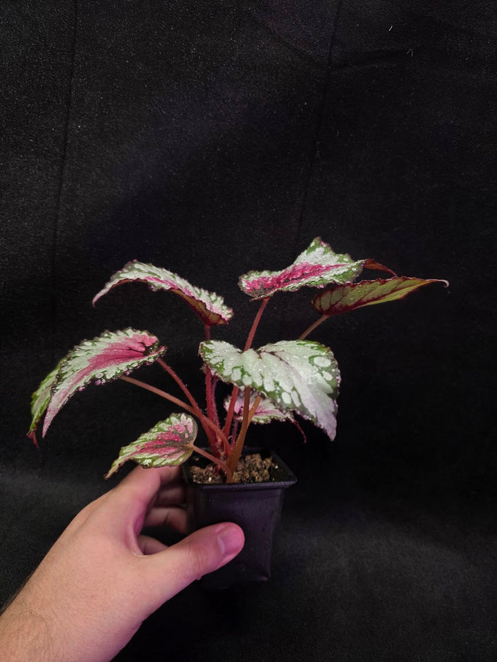 Begonia Rex Watermelon Splash #02