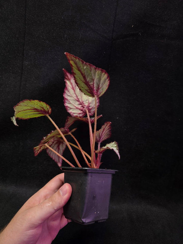 Begonia Rex Watermelon Splash #02