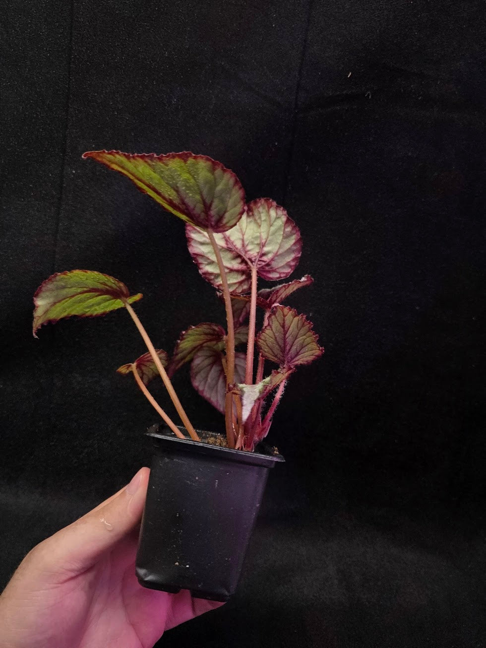 Begonia Rex Watermelon Splash #02