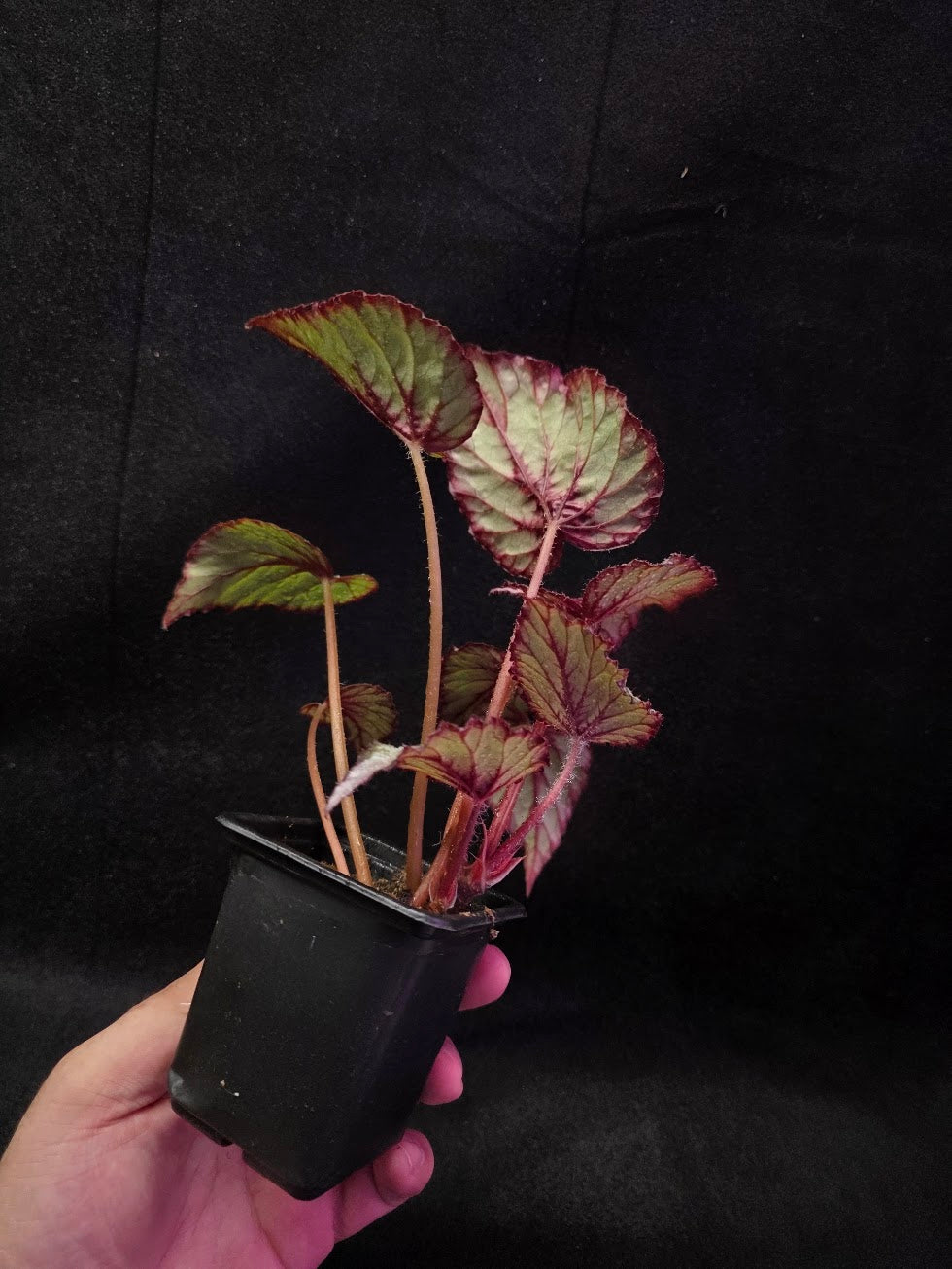 Begonia Rex Watermelon Splash #02