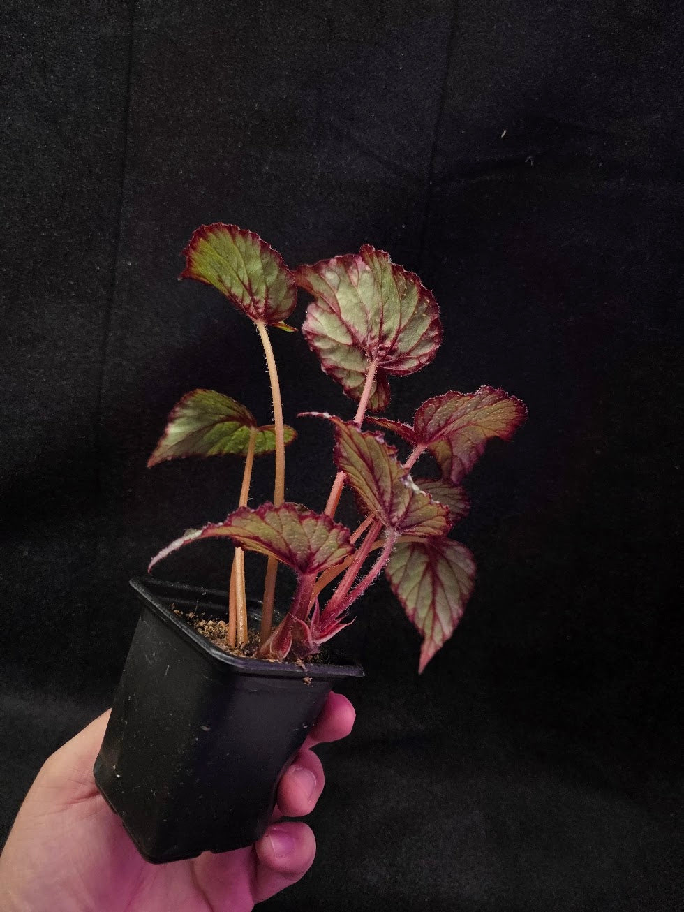Begonia Rex Watermelon Splash #02