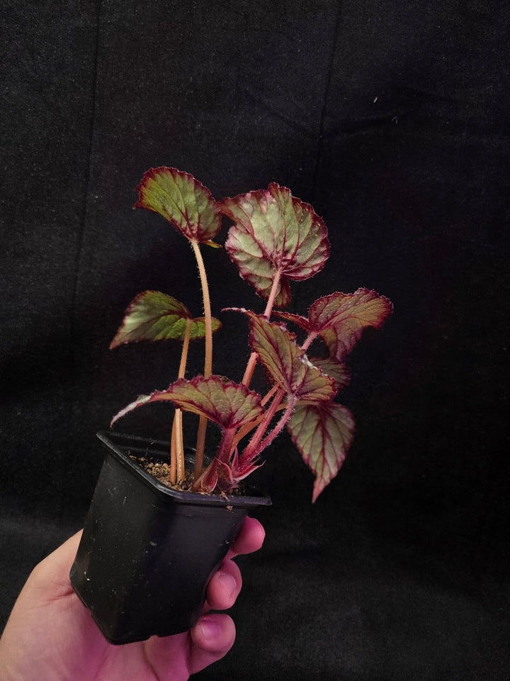 Begonia Rex Watermelon Splash #02