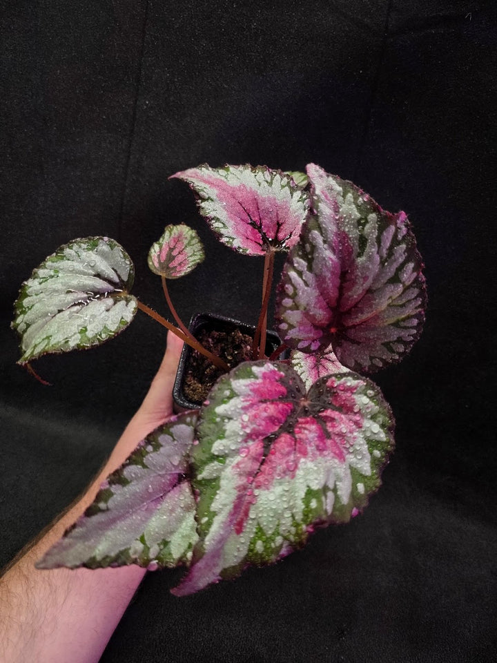 Begonia Rex Watermelon Splash #02