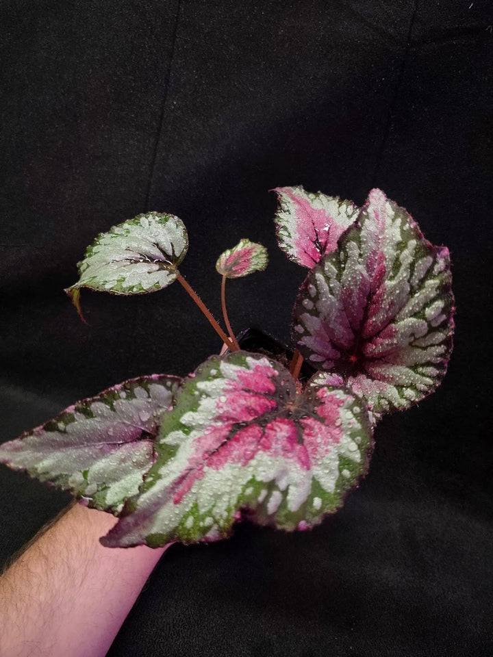Begonia Rex Watermelon Splash #02