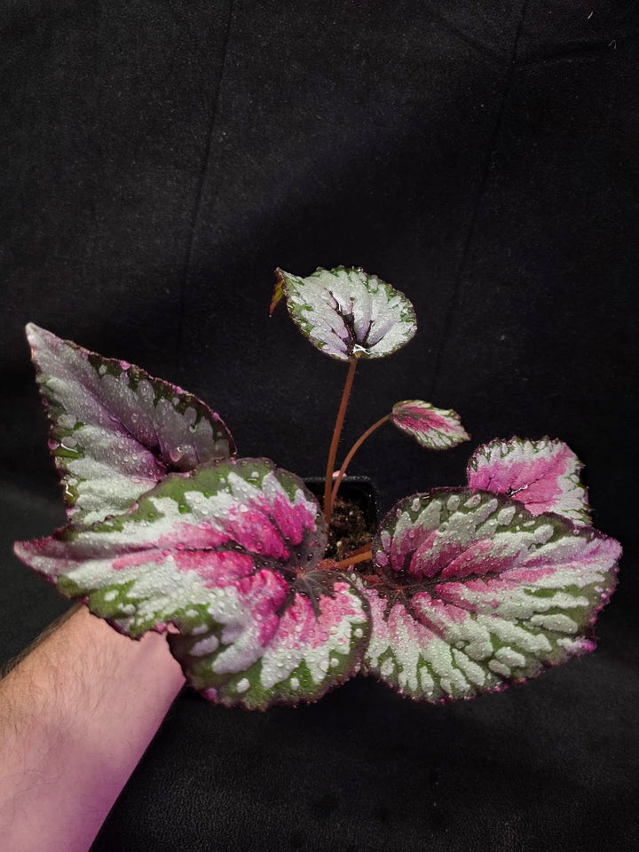 Begonia Rex Watermelon Splash #02