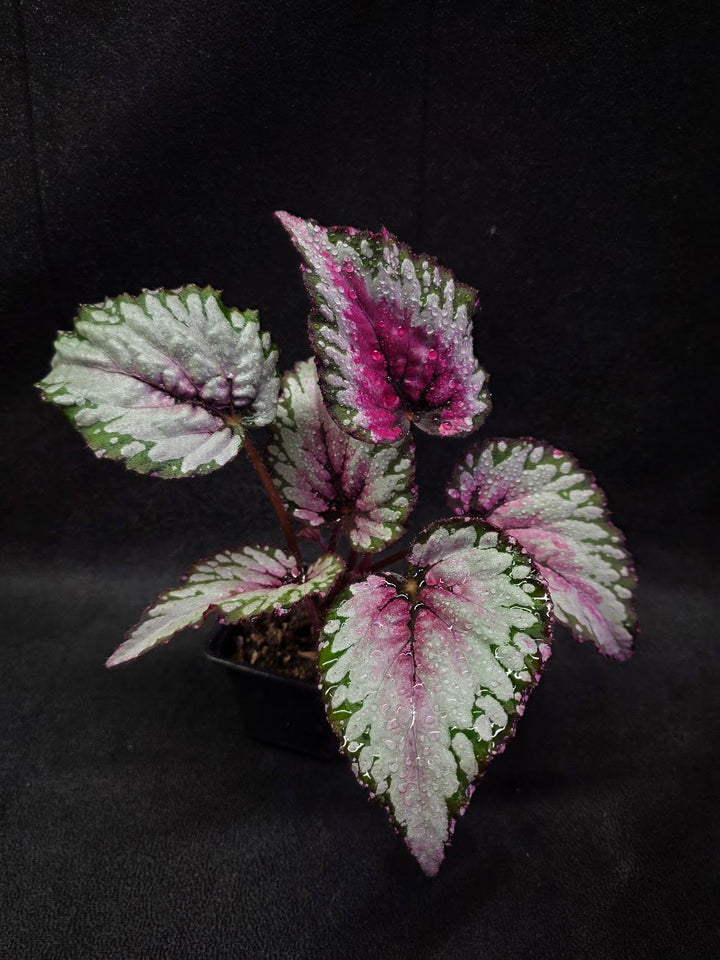Begonia Rex Watermelon Splash #03