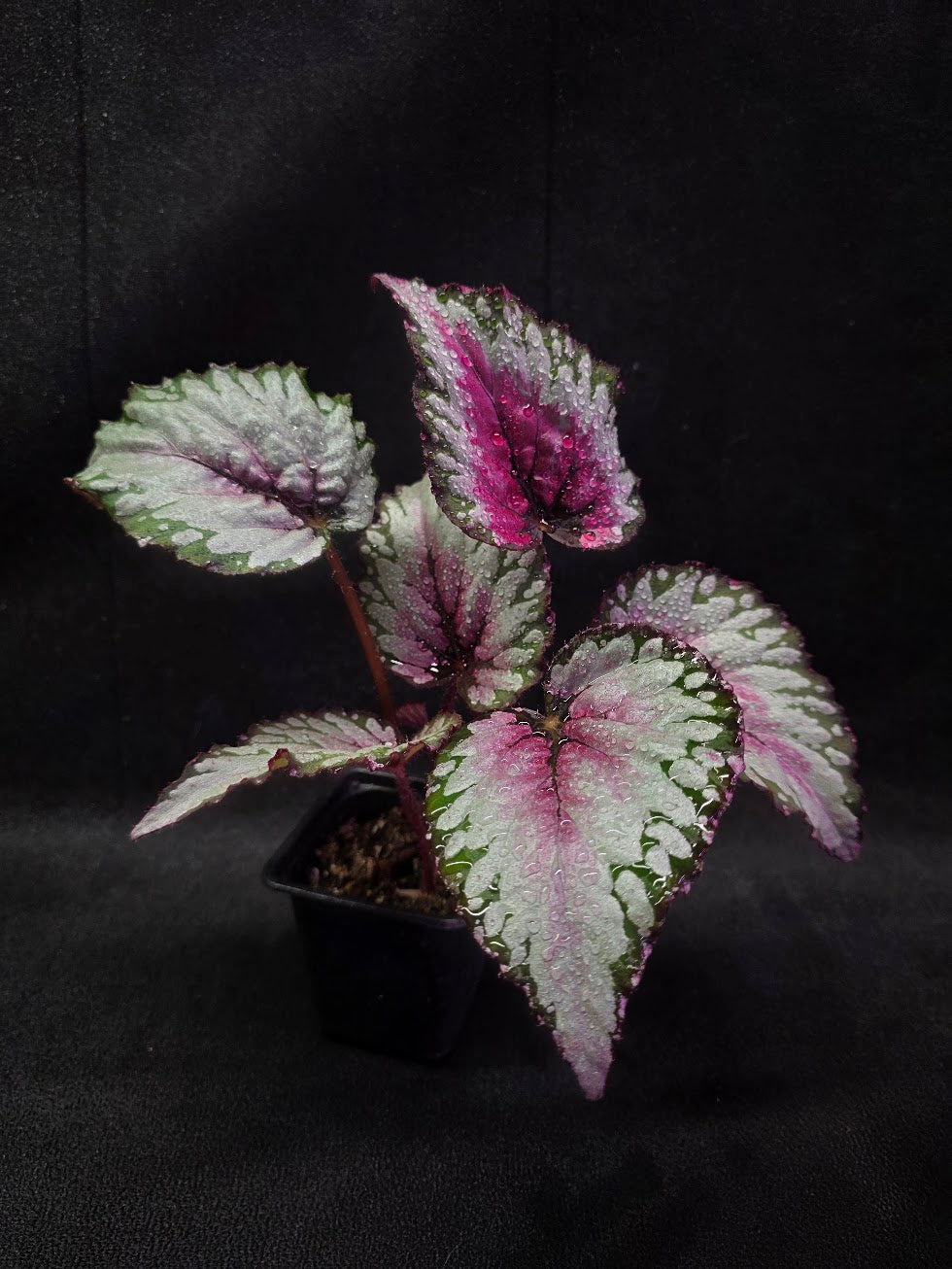 Begonia Rex Watermelon Splash #03