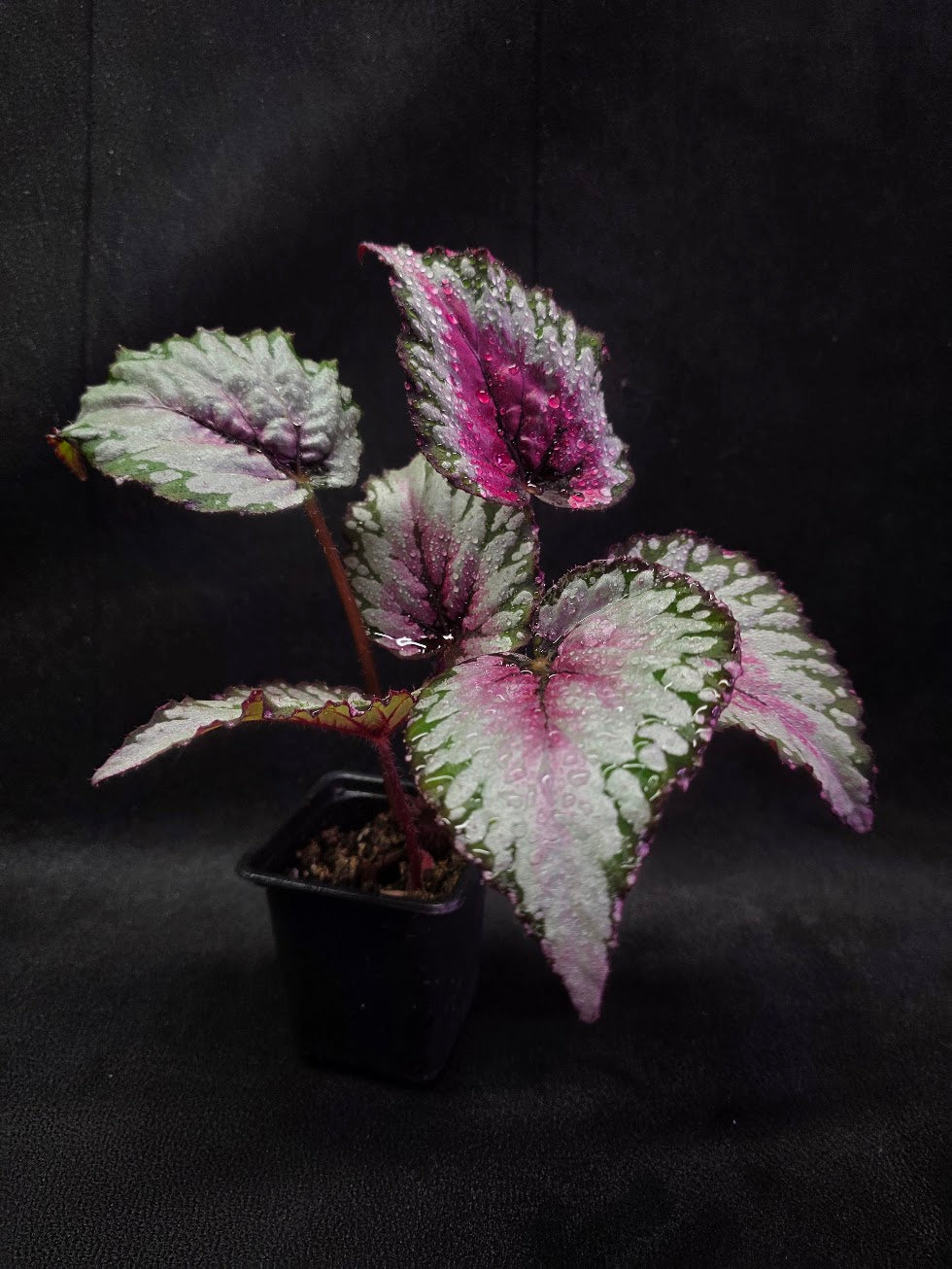 Begonia Rex Watermelon Splash #03