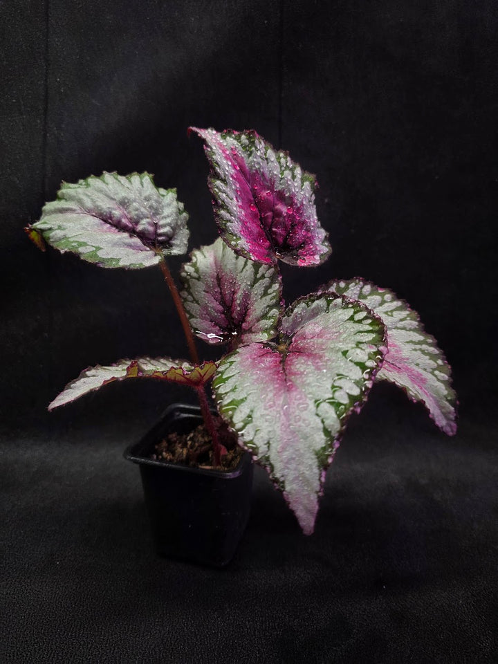 Begonia Rex Watermelon Splash #03
