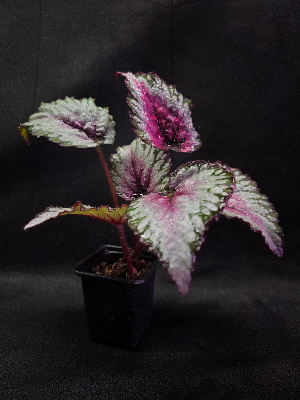 Begonia Rex Watermelon Splash #03