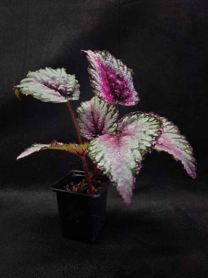 Begonia Rex Watermelon Splash #03