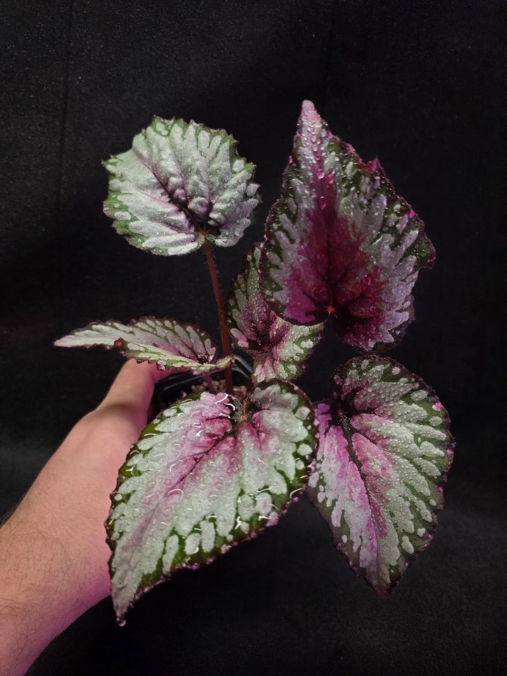Begonia Rex Watermelon Splash #03