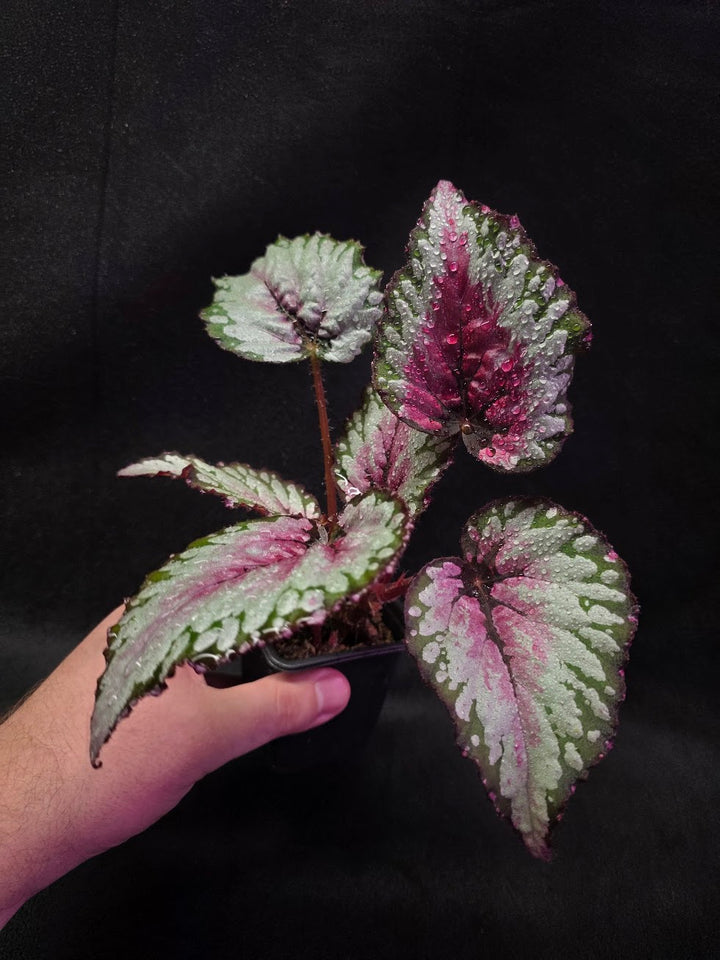 Begonia Rex Watermelon Splash #03