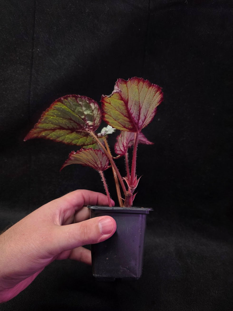 Begonia Rex Watermelon Splash #03
