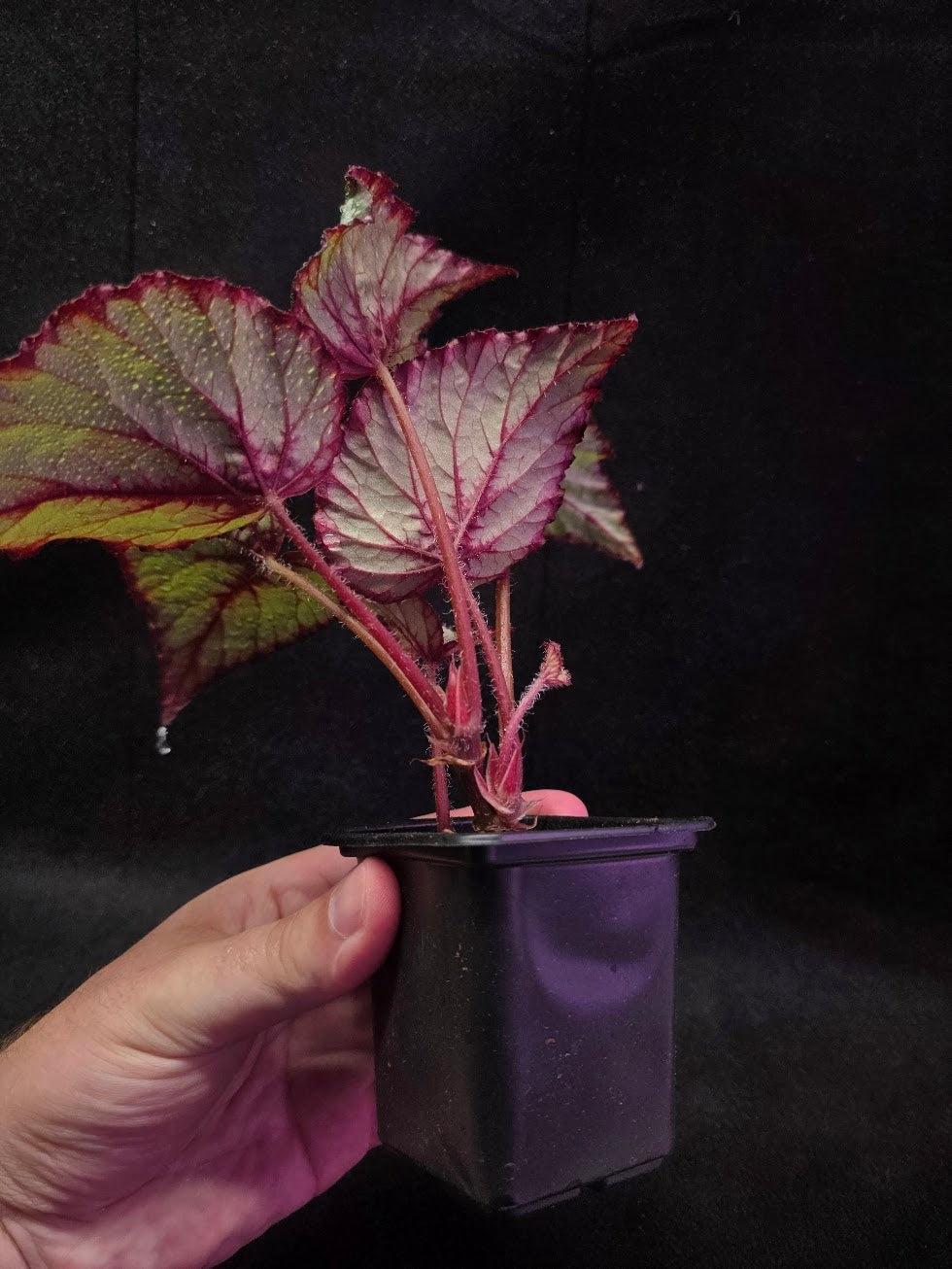 Begonia Rex Watermelon Splash #03